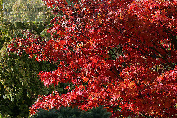 Ahorn - Fächerahorn Sorte Ozakazuki - Zierform - Blätter in bunter Herbstfärbung im Gegenlicht (Acer palmatum Ziersorte Ozakazuki)