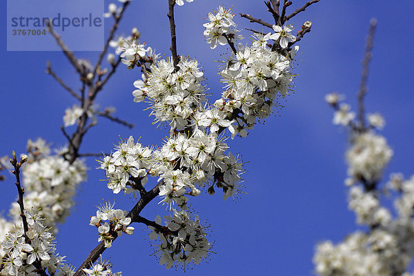 Gewöhnliche Schlehe - Schwarzdorn - Blühende Schlehe (Prunus spinosa)