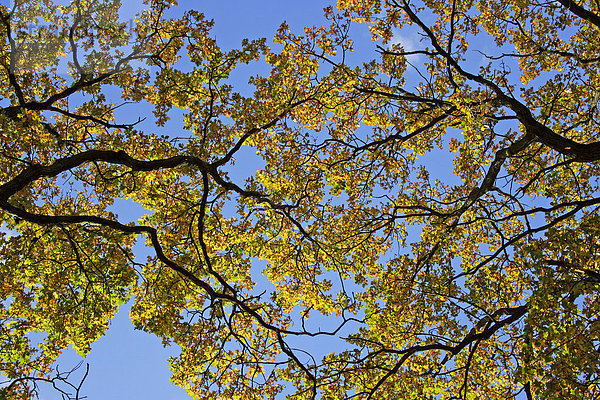 Alte Eiche - Stieleiche in bunter Herbstfärbung - Baumkronen von unten - Blätter (Quercus robur)