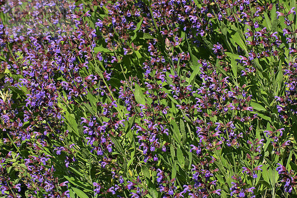 Salbei blühend - Gartensalbei - Echter Salbei - Blätter und Blüten - (Salvia officinalis)