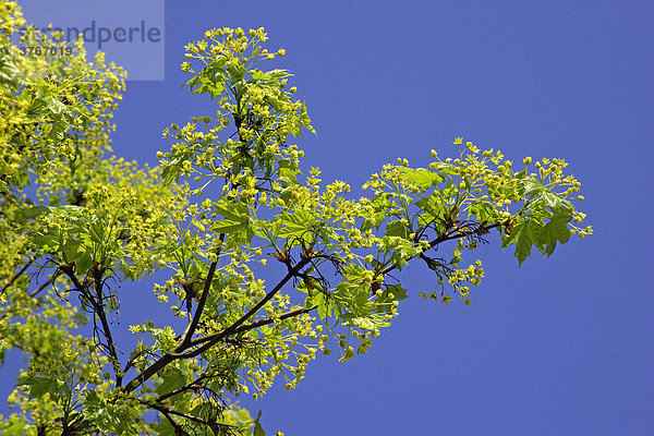 Ahorn - Spitzahorn - Frühlingsaustrieb - Blätter und Blüten (Acer platanoides)