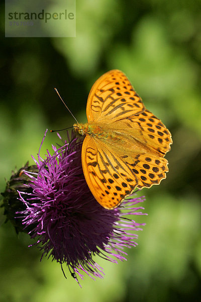 Kaisermantel nektarsaugend auf Blüte - Silberstrich - Schmetterling - Tagfalter (Argynnis paphia)