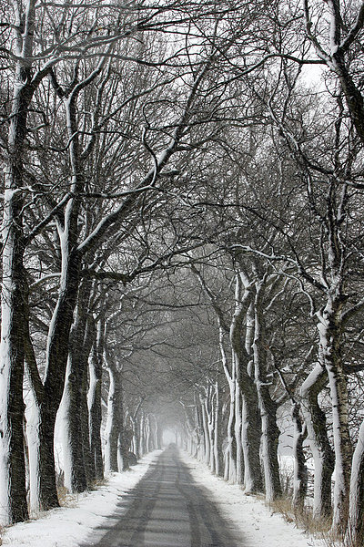 Strassen-Allee im dichten Schneetreiben - Bäume - Alleen im Winter