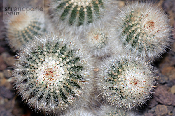 Kaktus - Kakteen (Parodia scopa ssp. marchesii) (Notocactus scopa)
