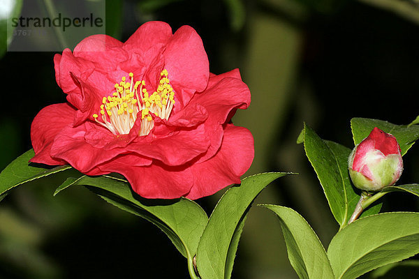 Blühende Japanische Kamelie Sorte Dr. Burnside - Blüte - rote Kamelienblüte - (Camellia japonica Dr. Burnside)