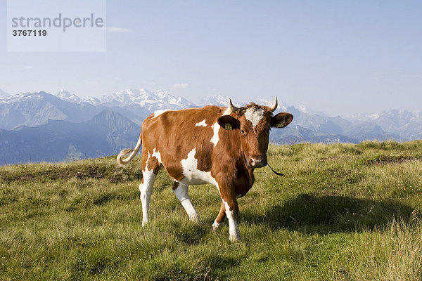 Kuh auf einer Almwiese  Niederhorn  Berner Oberland  Schweiz