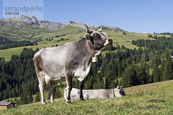 Kühe auf einer Almwiese  Seiser Alm  Südtirol  Italien