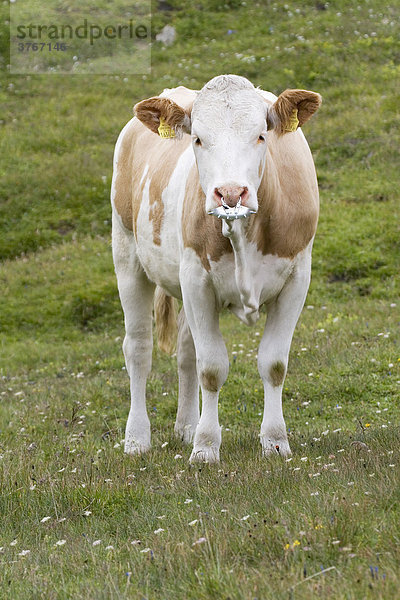 Kuh mit Nasenring  Wiese bei Großglockner Hochalpenstraße  Nationalpark Hohe Tauern  Österreich