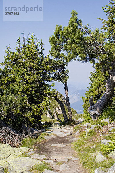 Vereinzelte Bäume über der Baumgrenze  Niederhorn  Berner Oberland  Schweiz