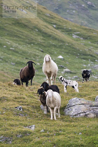 Schafe auf einer Wiese  Nationalpark Hohe Tauern  Österreich
