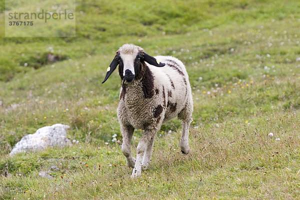 Schaf auf einer Wiese  Nationalpark Hohe Tauern  Österreich