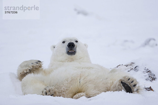 Liegender Eisbär (Ursus maritimus) ruht sich aus  Churchill  Manitoba  Kanada