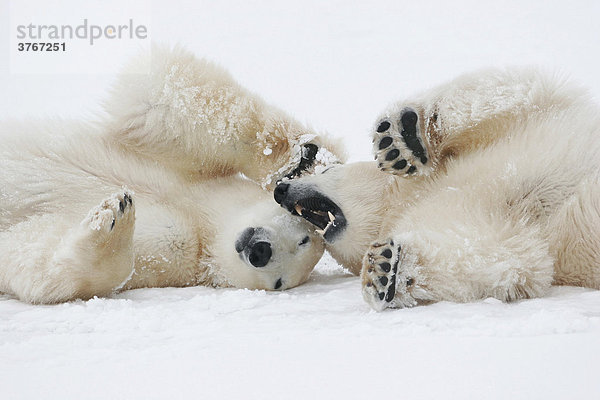 Zwei spielende Eisbären (Ursus maritimus)  Churchill  Manitoba  Kanada