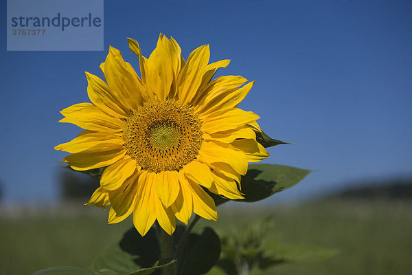 Sonnenblume (Helianthus annuus)