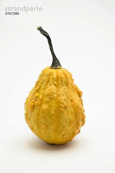 Zierkürbis (Cucurbita)