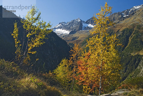 Herbstlich gefärbte Bäume im Stubaital  Tirol  Österreich
