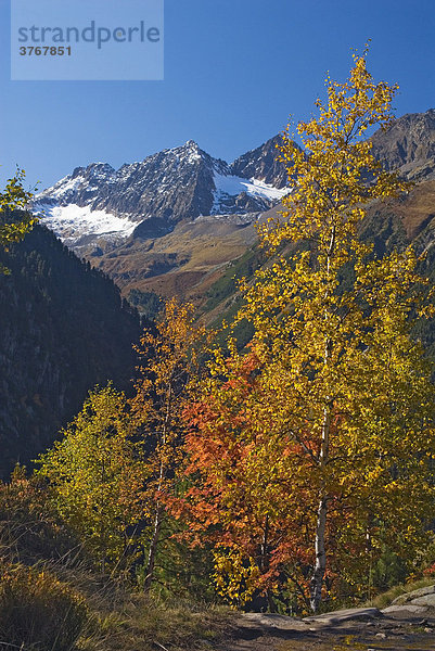 Herbstlich gefärbte Bäume im Stubaital  Tirol  Österreich