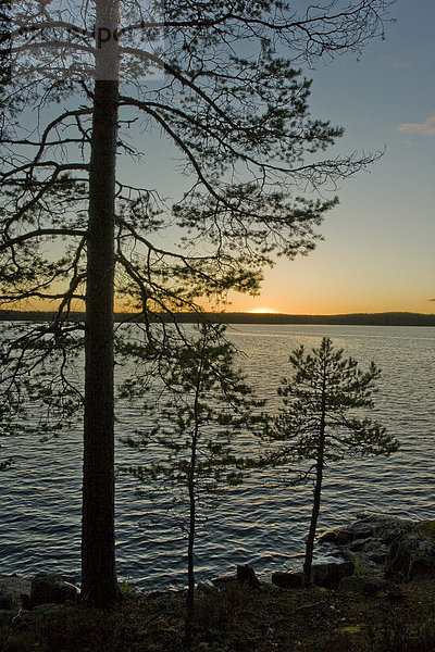 Sonnenuntergang  Kiefer  See  Helvetinjärvi Ntl. Park  Finnland