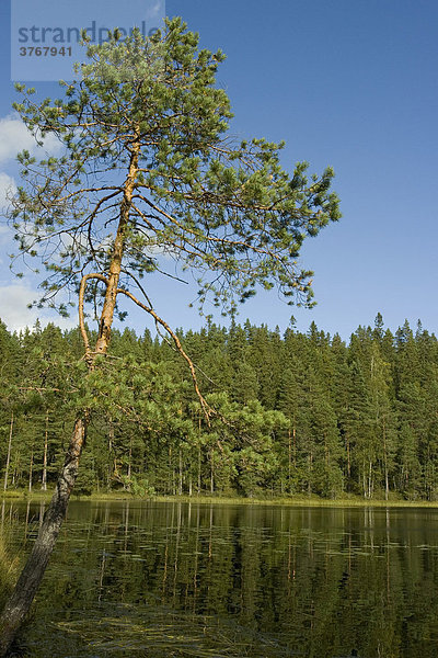 See mit Ufern  Kiefern  Wald  Helvetinjärvi Nationalpark  Finnland
