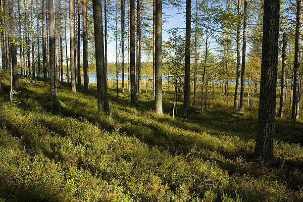 Wald und See  Tiiliikajärvi Nationalpark  Finnland