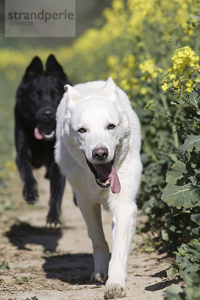 Weißer und schwarzer Schäferhund laufen im Rapsfeld