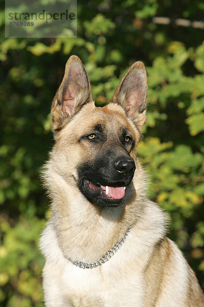 Belgischer Schäferhund  Portrait