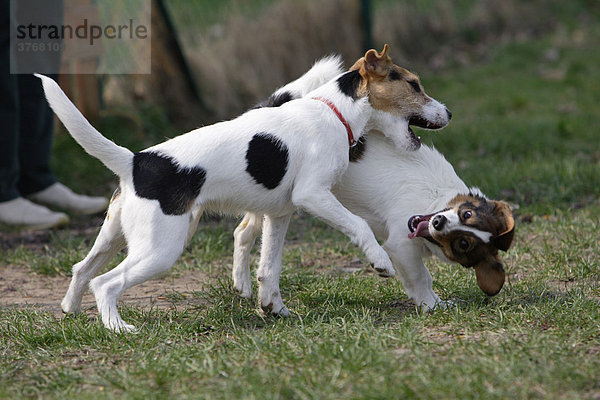 Zwei spielende Parson Jack Russel Terrier
