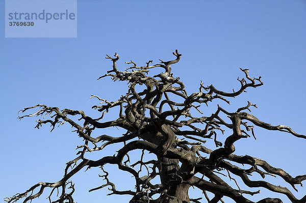 Dead tree in the Elbsandsteingebirge/Saxonia/Germany