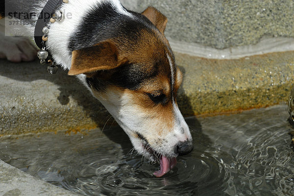 Ein junger Jack-Russell-Terrier trinkt Wasser aus einem Brunnenbecken