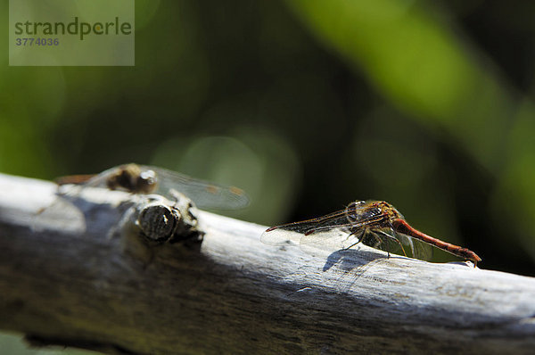 Gewöhnliche Heidelibelle (Sympetrum vulgatum) Männchen beobachtet das Weibchen