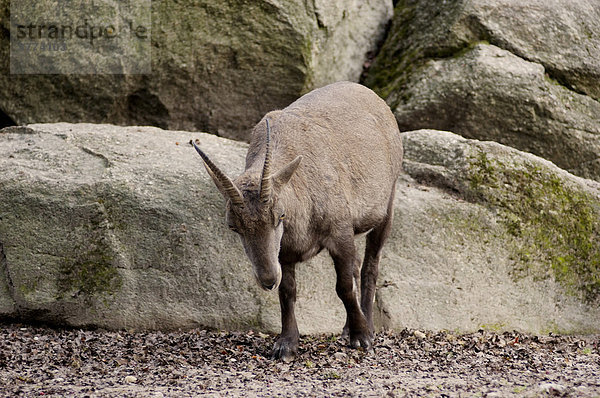 Steinbock (capra ibex)