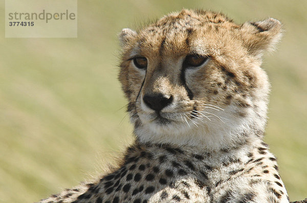 Gepard (Acinonyx jubatus) Masai Mara National Reservat  Kenia  Afrika
