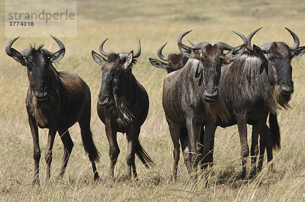 Gnu  Streifengnu  Weissbartgnu (Connochaetes taurinus)  Gnumigration  Masai Mara Nationalpark  Kenia  Afrika