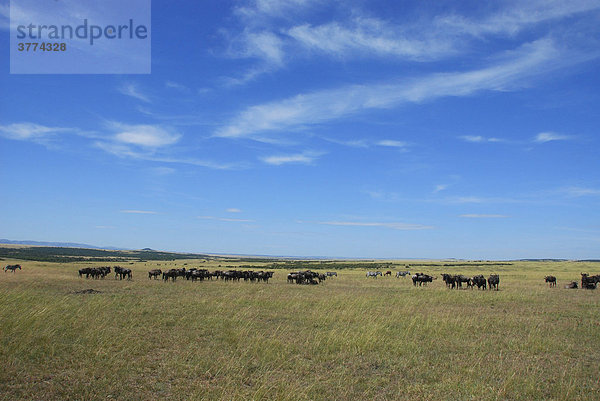 Gruppe von Gnu  Streifengnu  Weissbartgnu (Connochaetes taurinus)  Gnumigration  Masai Mara Nationalpark  Kenia  Afrika