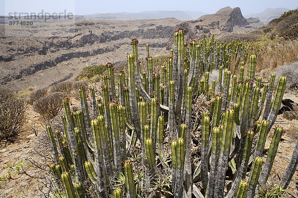 Kandelaberwolfsmilch Kanarenwolfsmilch (Euphorbia canariensis)  Gran Canaria  Kanaren  Spanien