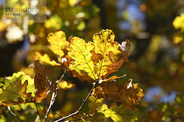Herbstliche Eiche  Stieleiche (Quercus robur)