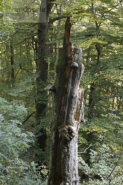 Old dead tree  Rhoen  Hesse  Germany