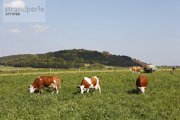 Kühe in Simmershausen bei Hilders  Rhön  Hessen  Deutschland
