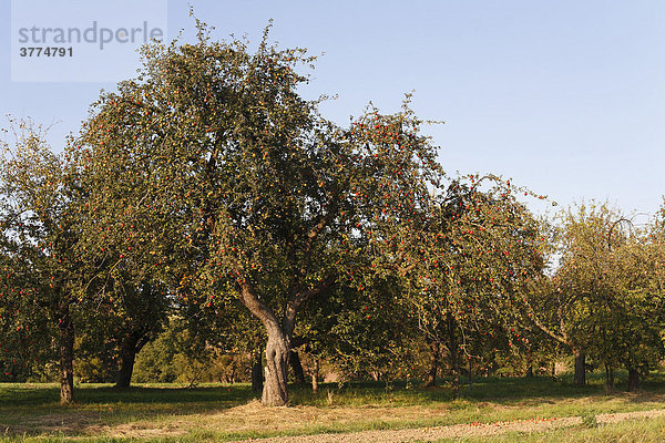 Apfelbäume in Braidbach (Gde. Bastheim)  Rhön-Grabfeld  Unterfranken  Bayern