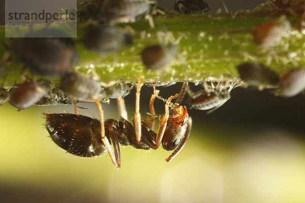 Ameise und Blattläuse  Deutschland