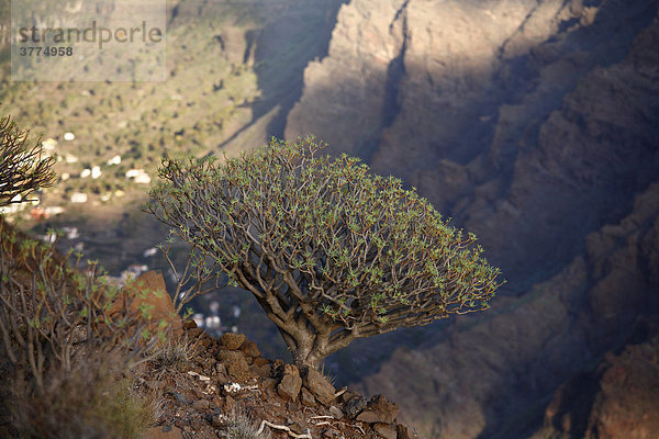Tabaiba-Strauch (Wolfsmilch  Euphorbia) Valle Gran Rey  La Gomera  Kanaren  Spanien