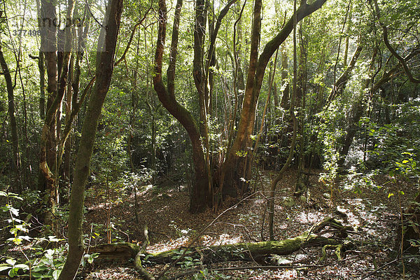 Lorbeerwald in Nationalpark Garajonay  La Gomera  Kanaren  Spanien Garajonay Nationalpark
