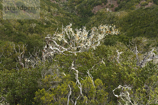 Abgestorbene Bäume mit Flechten  Baumheide Buschwald in Nationalpark Garajonay  Erica arborea  La Gomera  Kanaren  Spanien Garajonay Nationalpark