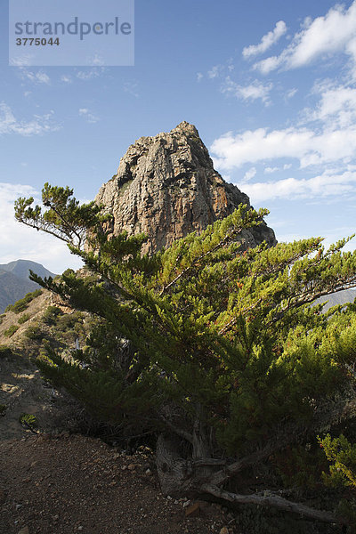 Kanaren-Wacholder  Juniperus turbinata canariensis  Roque Cano bei Vallehermoso  La Gomera  Kanaren  Spanien