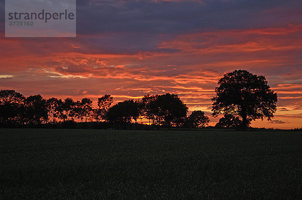 Sonnenuntergang mit Baumsilhouetten gegen roten Abendhimmel  Rhena  Mecklenburg Vorpommern  Norddeutschland