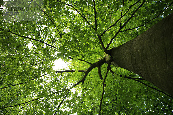 Blätterdach einer Buche (Fagus)  Wohldorfer Wald  Hamburg  Deutschland