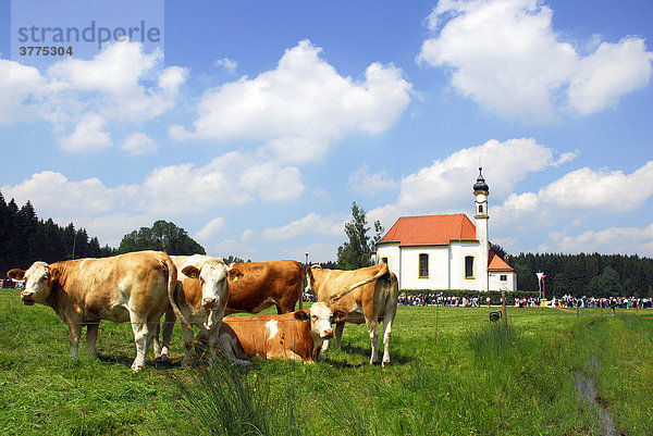 Kühe auf einer Weide  Bayern  Deutschland