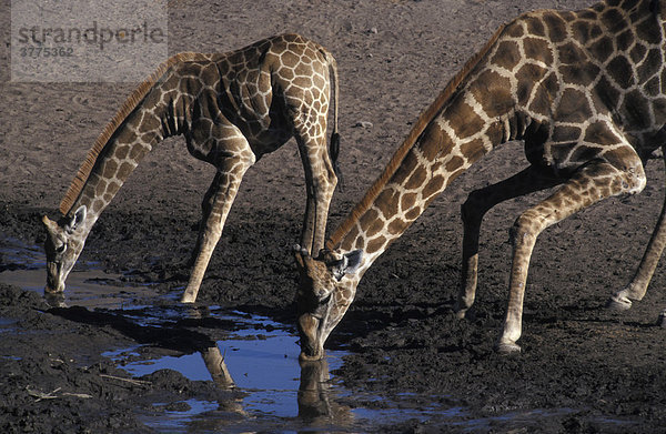Trinkende Giraffen (Giraffa camelopardalis)  Etosha Nationalpark  Namibia