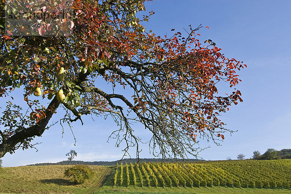 Herbstlich gefärbter Birnbaum vor einer Weinlage in Unfinden  Hassberge  Unterfranken  Bayern  Deutschland
