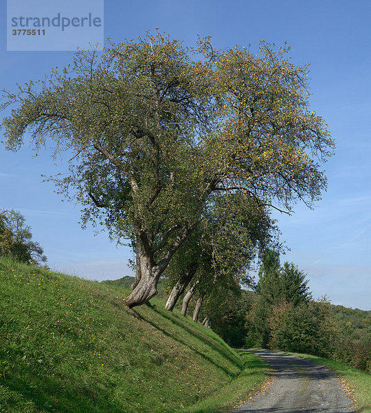 Alte Apfelbäume über dem Maintal  Unterfranken  Bayern  Deutschland